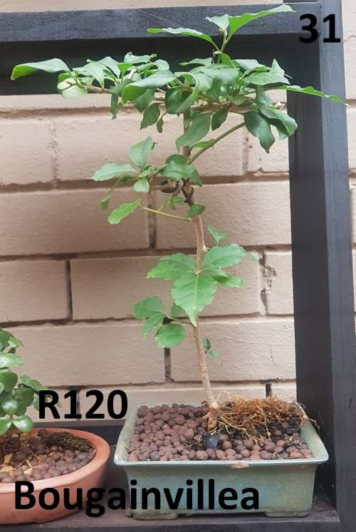 Bougainvillea Bonsai