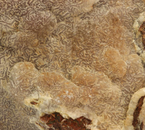 Calcite on Matrix, N`Chwaning II, Northern Cape, South Africa