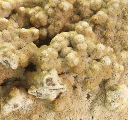 Calcite on Matrix, N`Chwaning II, Northern Cape, South Africa
