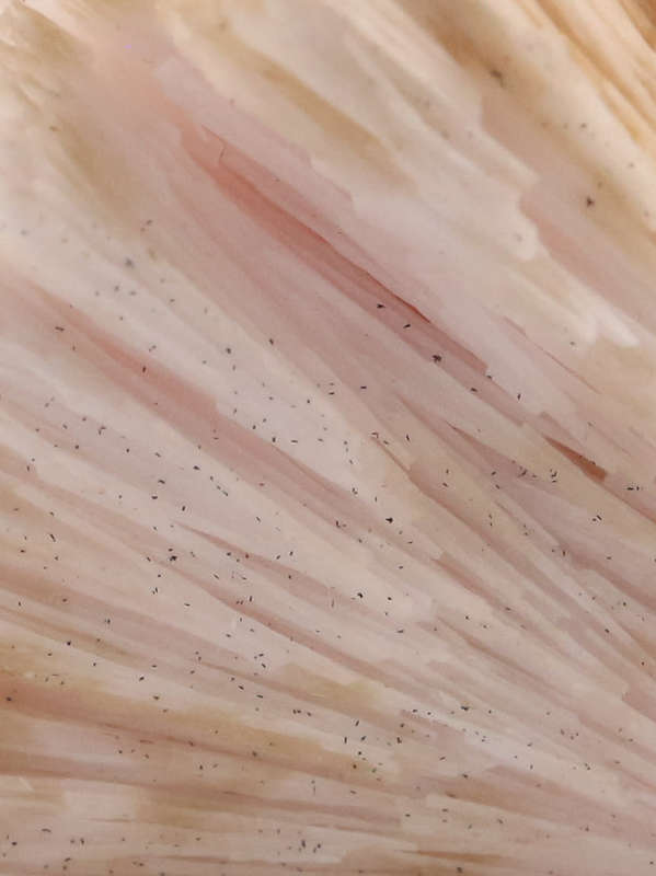 Kutnohorite, N`Chwaning II, Northern Cape, South Africa