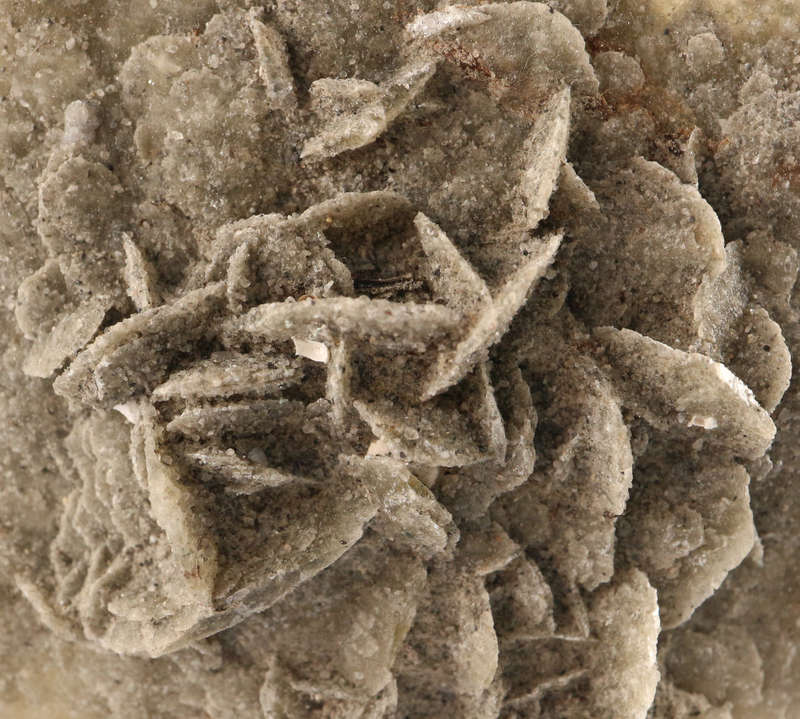 Desert Rose, Ludertiz, Namibia