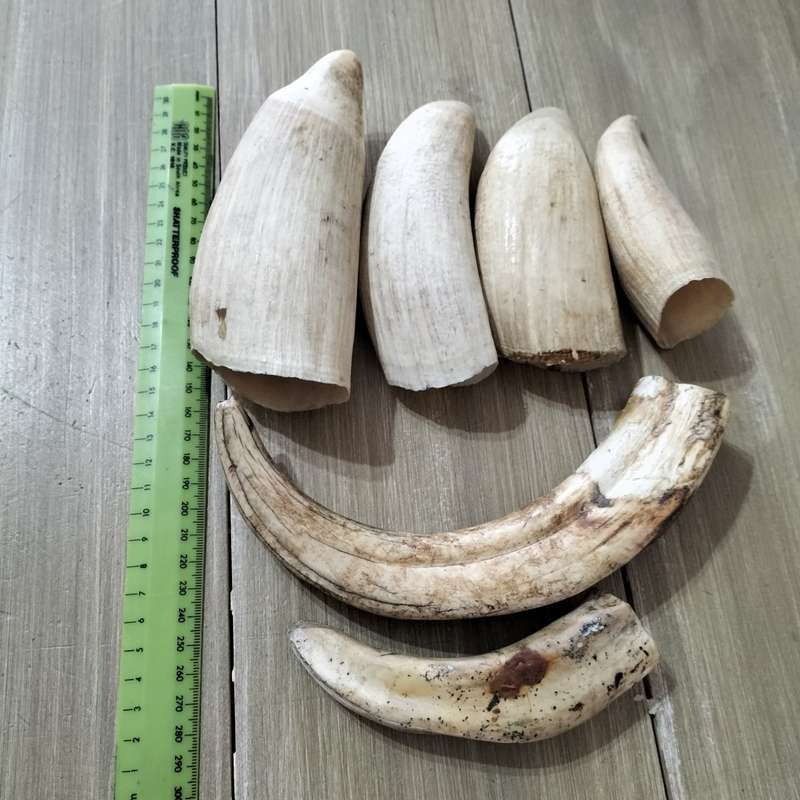 COLLECTION WARTHOG AND SPERM WHALE TOOTH