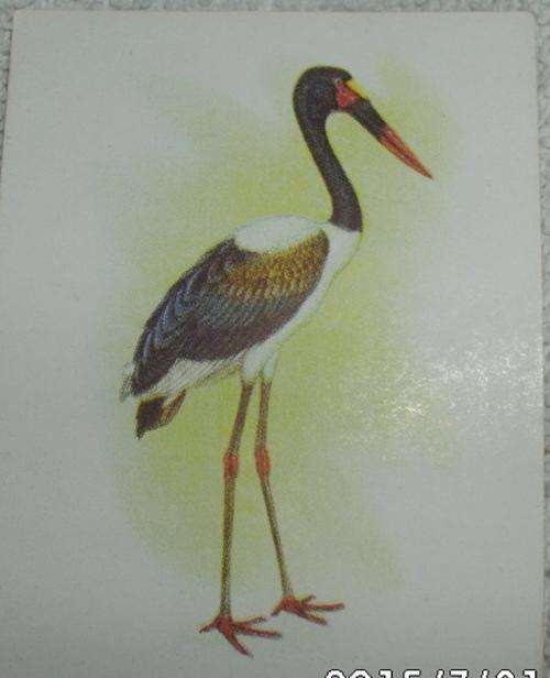 Our South African Birds Saddlebill Stork