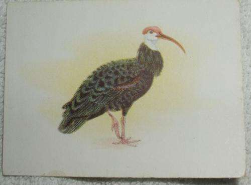 Our South African Birds Bald Ibis