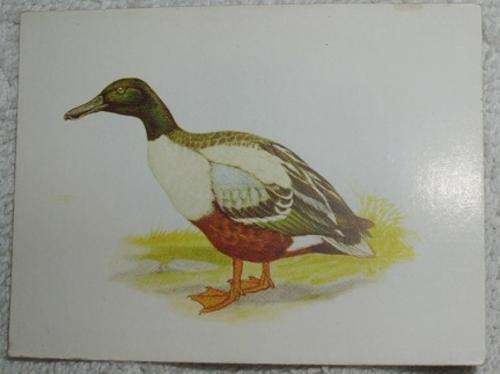 Our South African Birds European Shoveller