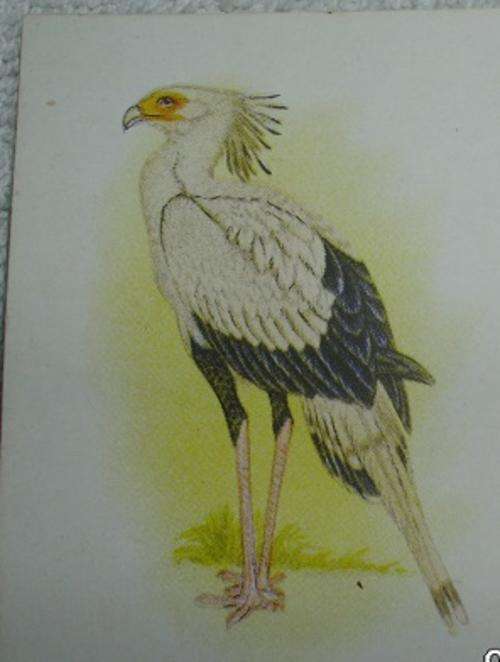 Our South African Birds Secretary Bird