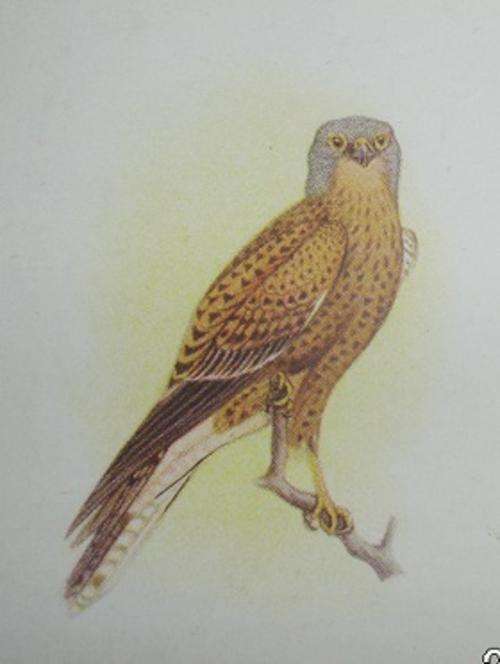 Our South African Birds Ngami Kestrel