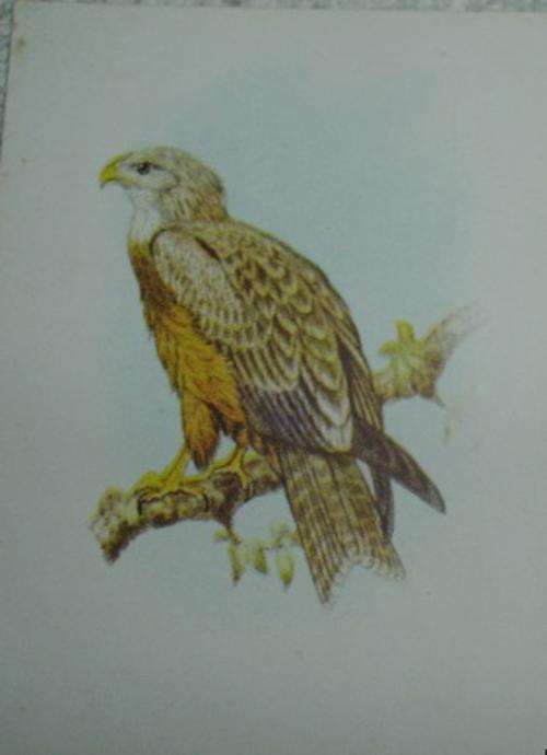 Our South African Birds Yellow Billed Kite