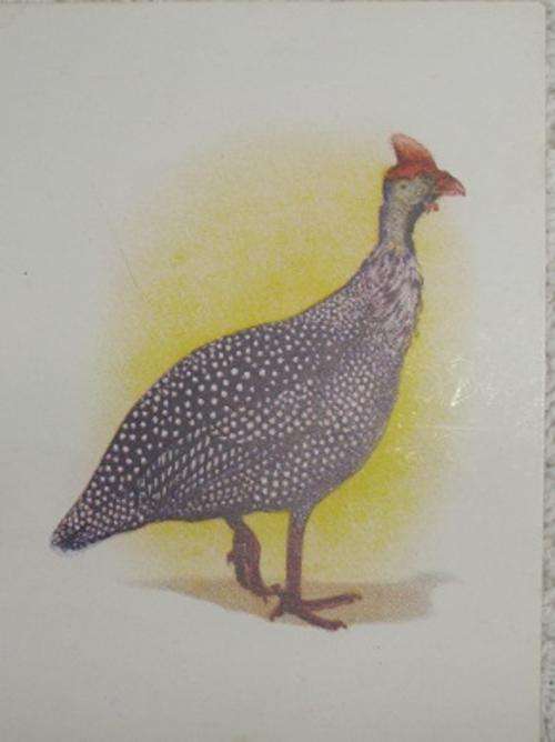 Our South African Birds Natal Crowned Guineafowl