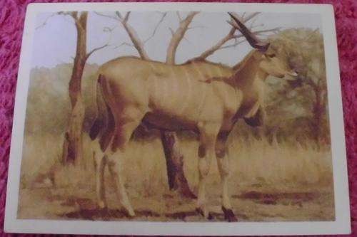 Our South African National Park Eland Bull