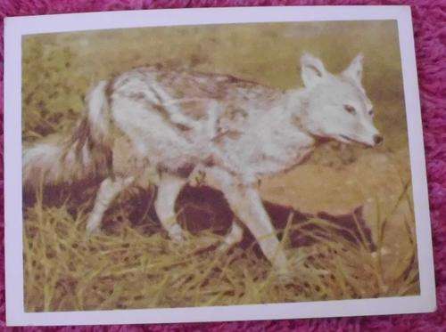 Our South African National Parks Side-Striped Jackal