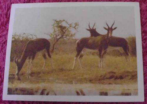 Our South African National Parks Bontebok
