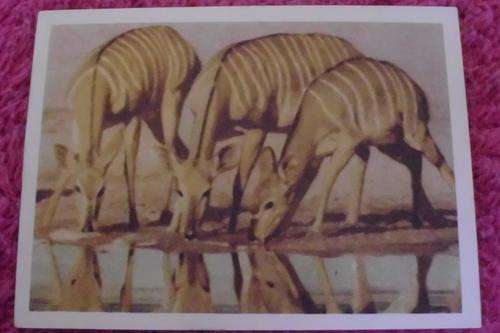 Our South African National Parks Nyala Ewes