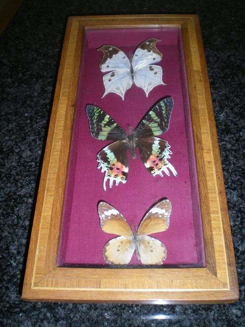 Boxed Frame of three Butterflies. Stunning