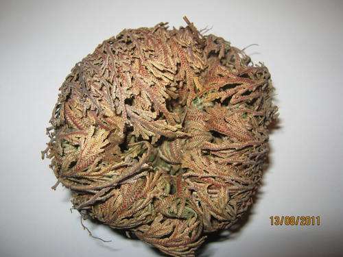 Christmas Special - The Rose of Jericho - FREE POSTAGE WHEN BUYING 2 OR MORE
