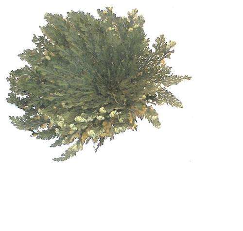 The Rose of Jericho - Christmas Special R150 each * SPEED DELIVERY AVAILABLE