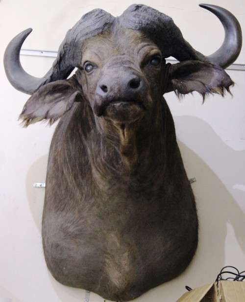 BUFFALO head