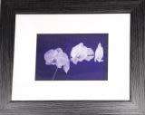 Framed photo office art