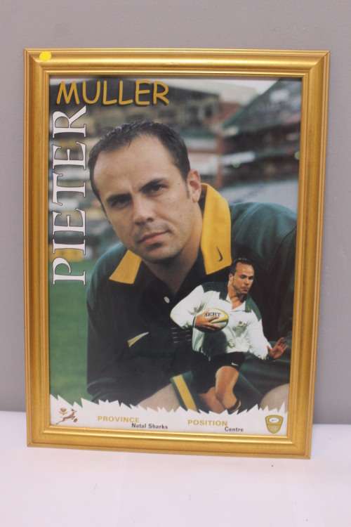 Framed Springbok - Pieter Muller