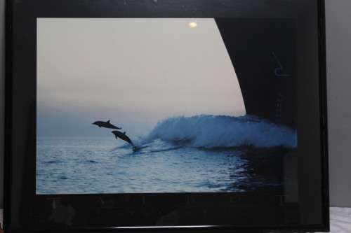Framed picture of Dolphins - office art