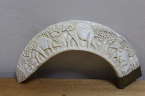 Collectible decorative Wild Boar engraved tusk - base has broken off