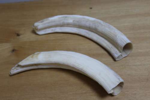 Collectible 2 x the outer parts of a Bulls Horn`s