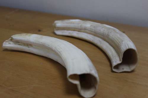 Collectible 2 x the outer parts of a Bulls Horn`s