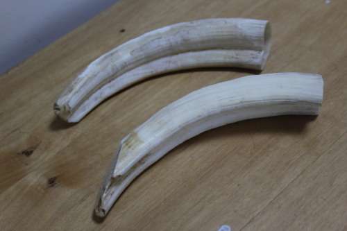 Collectible 2 x the outer parts of a Bulls Horn`s