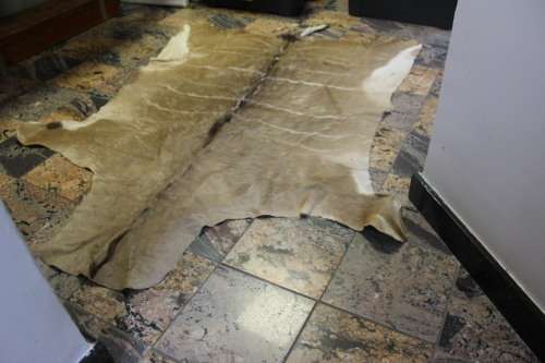Kudu skin