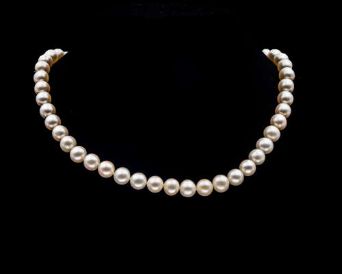 Single strand Freshwater Pearl Necklace with a Costume Jewellery Clasp