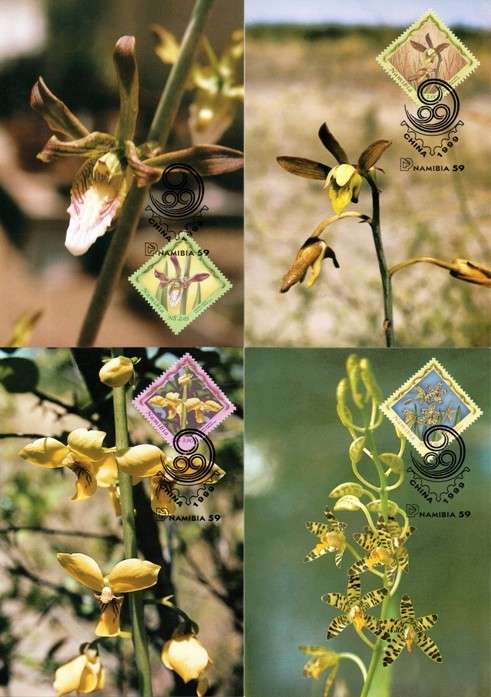 Namibia - 1999 Orchids Maxi Card Set