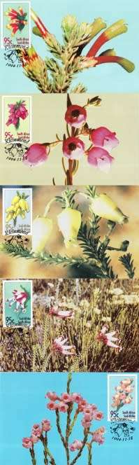 South Africa - 1994 Heathers Maxi Card Set