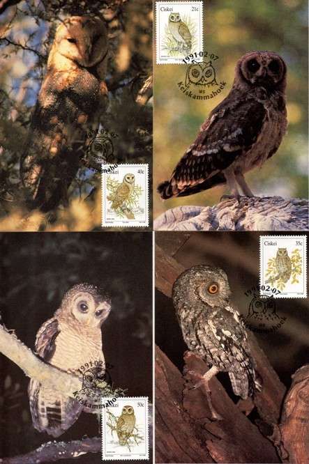 Ciskei - 1991 Owls Maxi Card Set