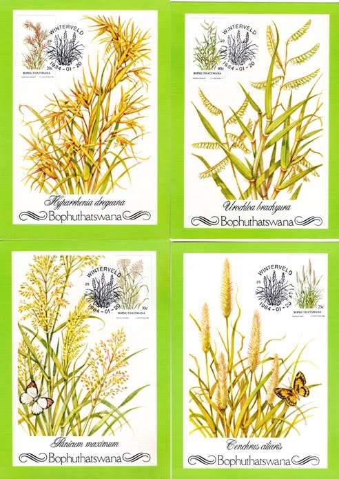 Bophuthatswana - 1984 Indigenous Grasses (2nd series) Maxi Card Set
