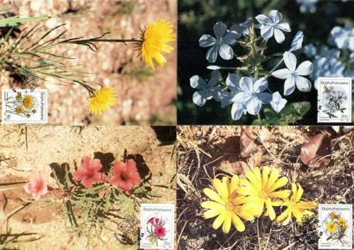 Bophuthatswana - 1987 Wild Flowers Maxi Card Set