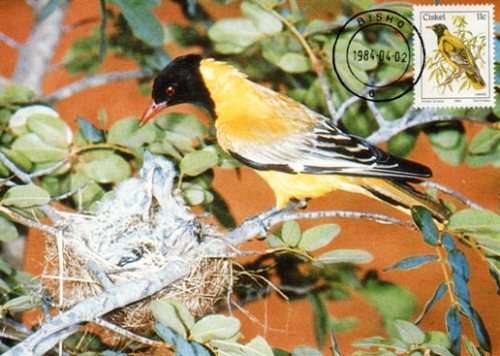 Ciskei - 1984 Birds 11c Maxi Card