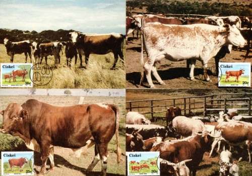 Ciskei - 1987 Nkone Cattle Maxi Card Set