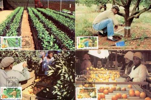 Ciskei - 1988 Citrus Farming Maxi Card Set