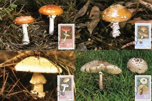 Ciskei - 1988 Poisonous Fungi Maxi Card Set