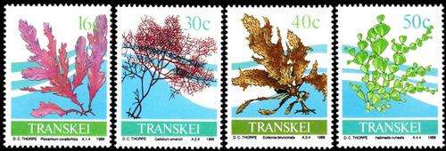 Transkei - 1988 Seaweed Set MNH SACC 216-219