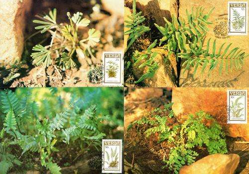 Venda - 1985 Ferns Maxi Card Set