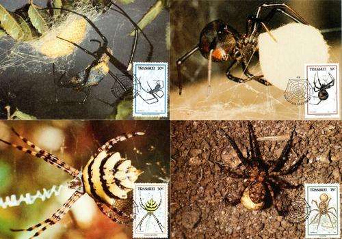 Transkei - 1987 Spiders Maxi Card Set