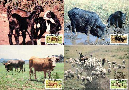 Transkei - 1987 Domestic Animals Maxi Card Set