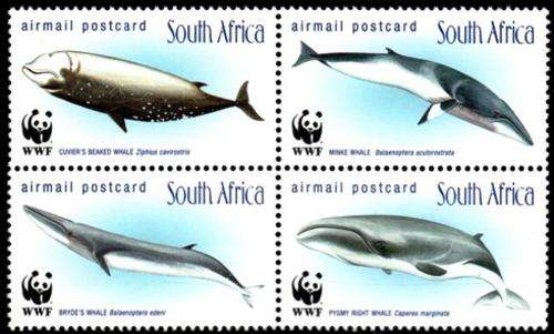 South Africa - 1998 WWF Whales Set MNH SACC 1172-1175