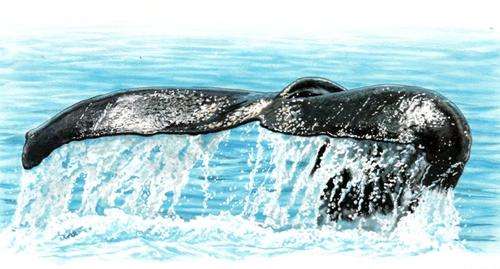 South Africa - 1999 WWF Whales Postcard Set