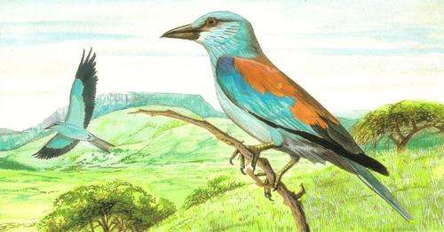 South Africa - 1999 Migratory Species Postcard Set