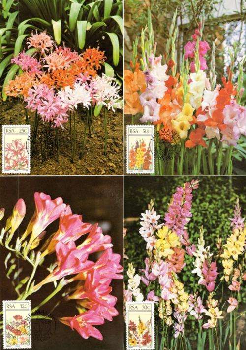 South Africa - 1985 Floral Emigrants Maxi Card Set