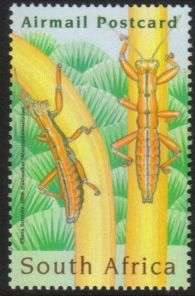 South Africa - 2008 Entomology Conference [ Insects ] MNH SACC 1878
