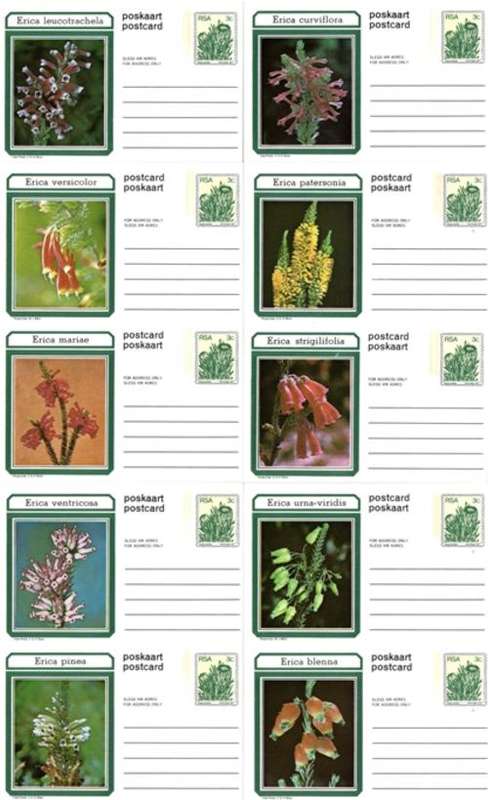 South Africa - 1977 Ericas 3c Postcard Set