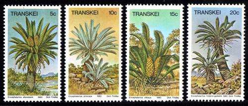Transkei - 1980 Cycads Set MNH SACC 71-74